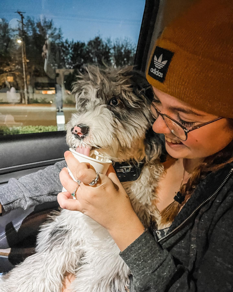 Cute Mini Sheepadoodle Pup