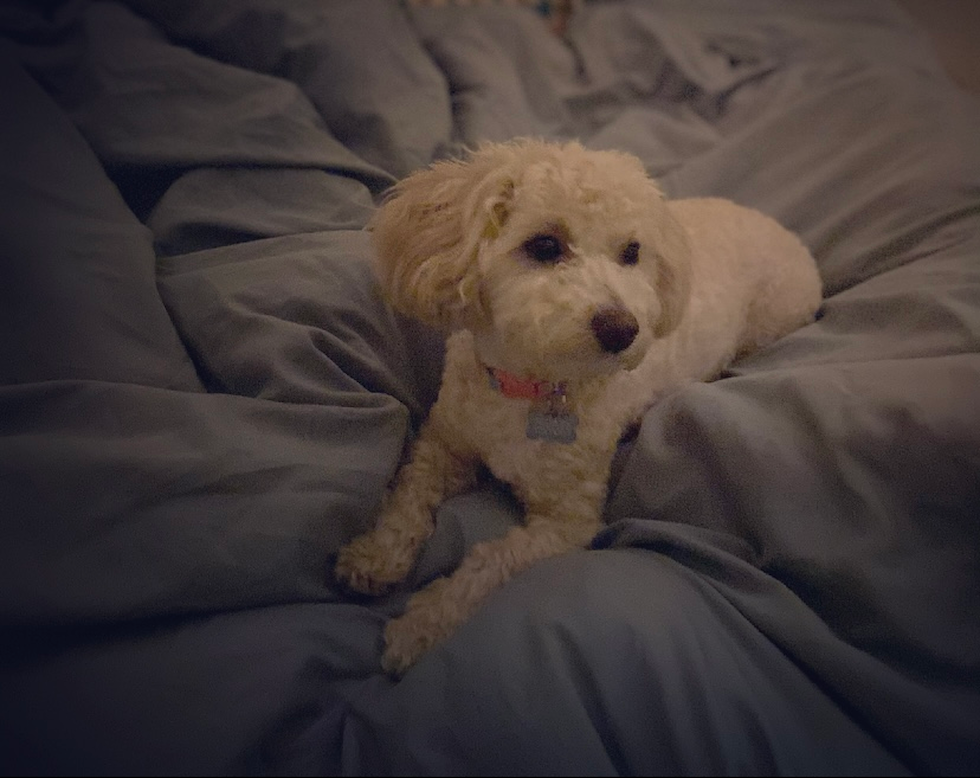 Queens Village Maltipoo Pup