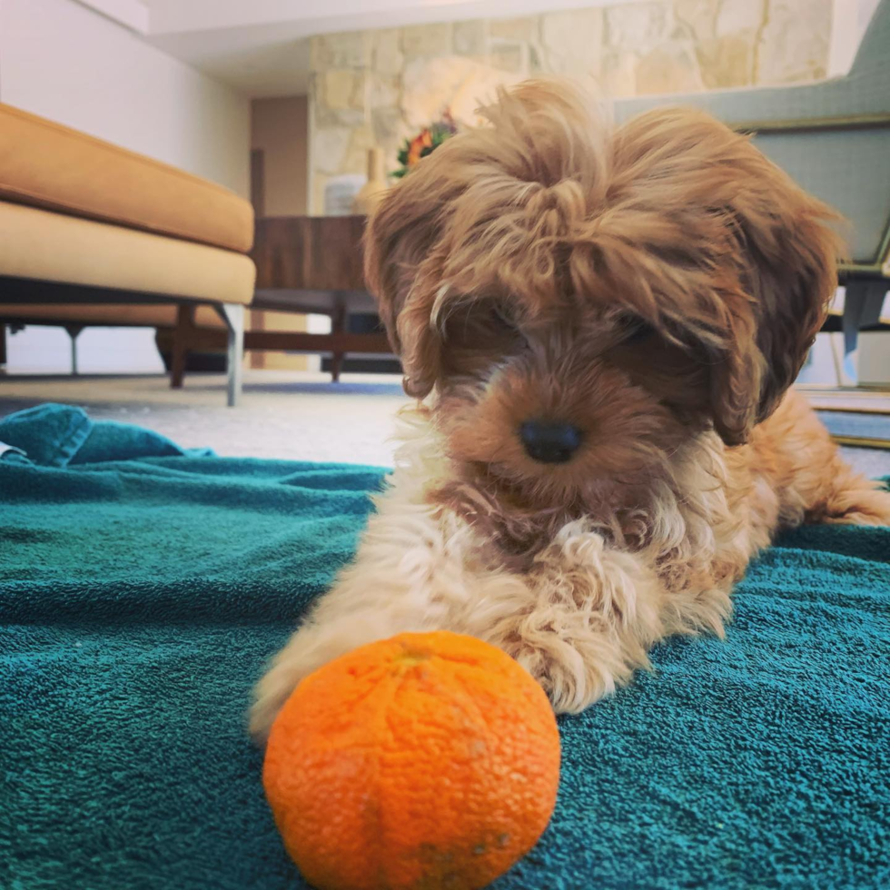 Sweet Cavapoo Pup in Long Beach CA