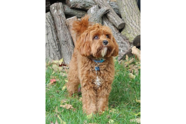 Small Cavapoo Baby