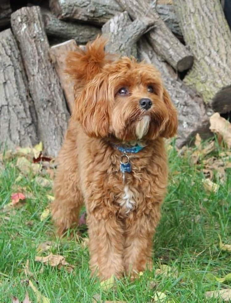 Petite Cavapoo Poodle Mix Pup