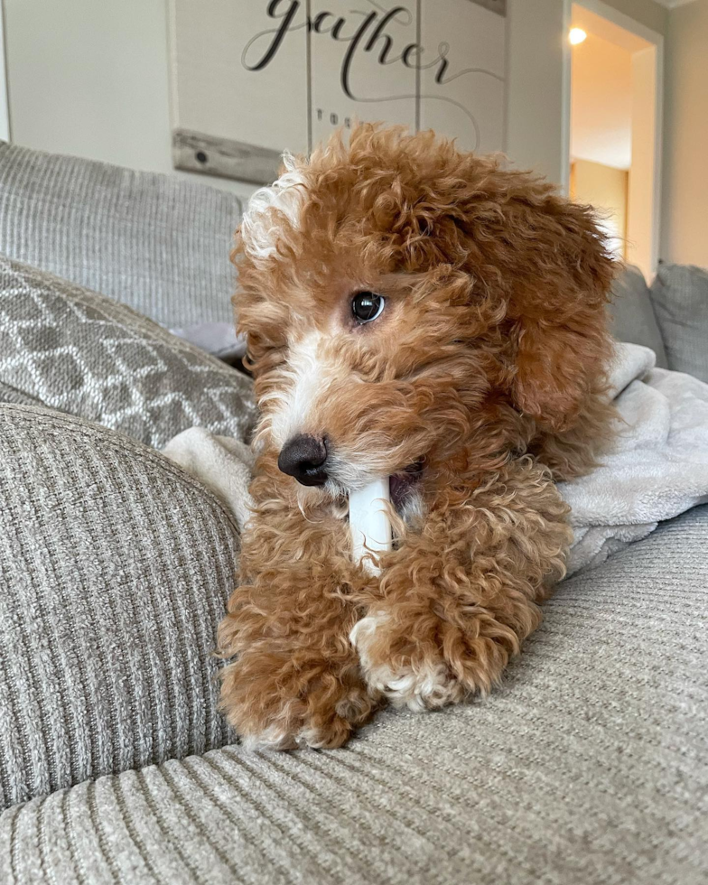 Playful Golden Retriever Poodle Mix Pup