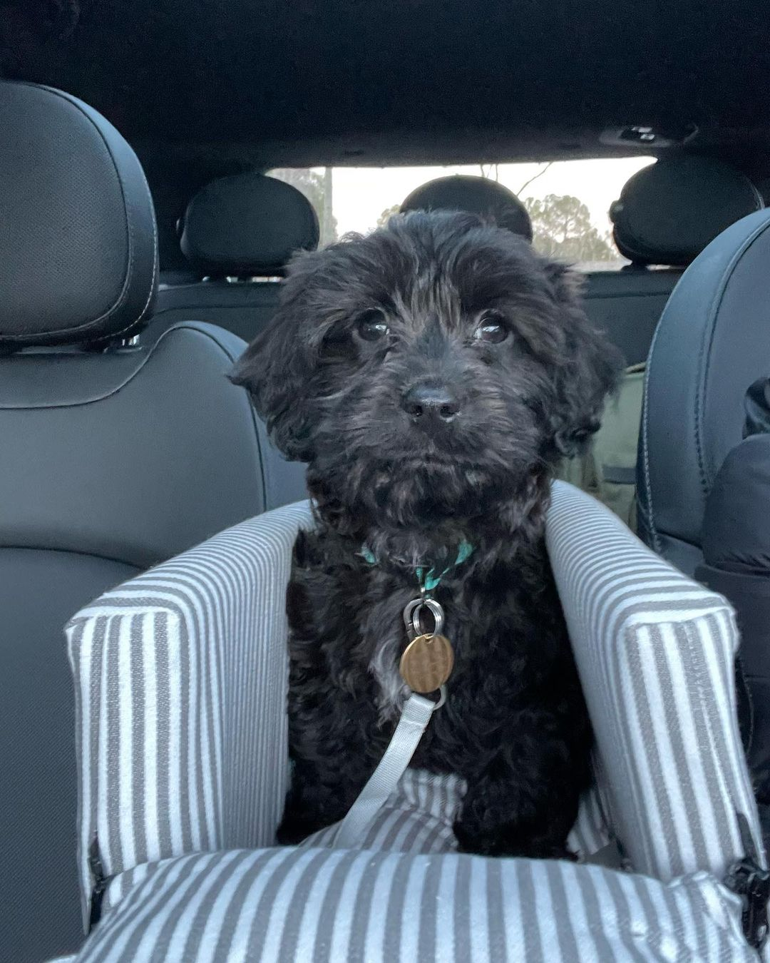 Cavapoo Pup Being Cute