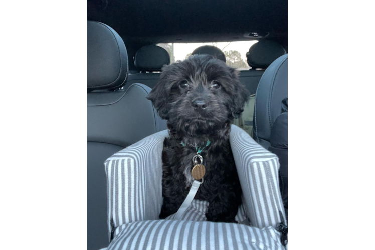 Cavapoo Pup Being Cute