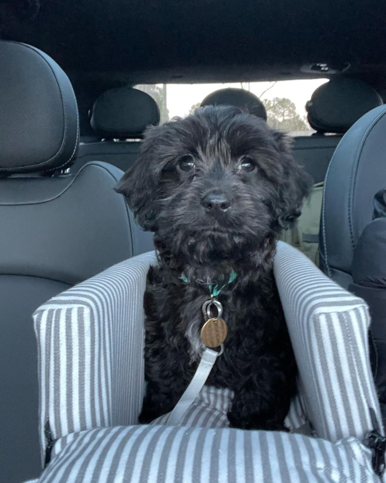 Sweet Cavapoo Pup in Johns Island SC