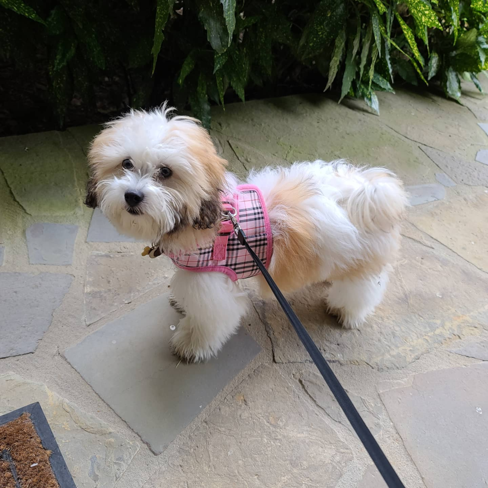 Funny Shih Poo Poodle Mix Pup