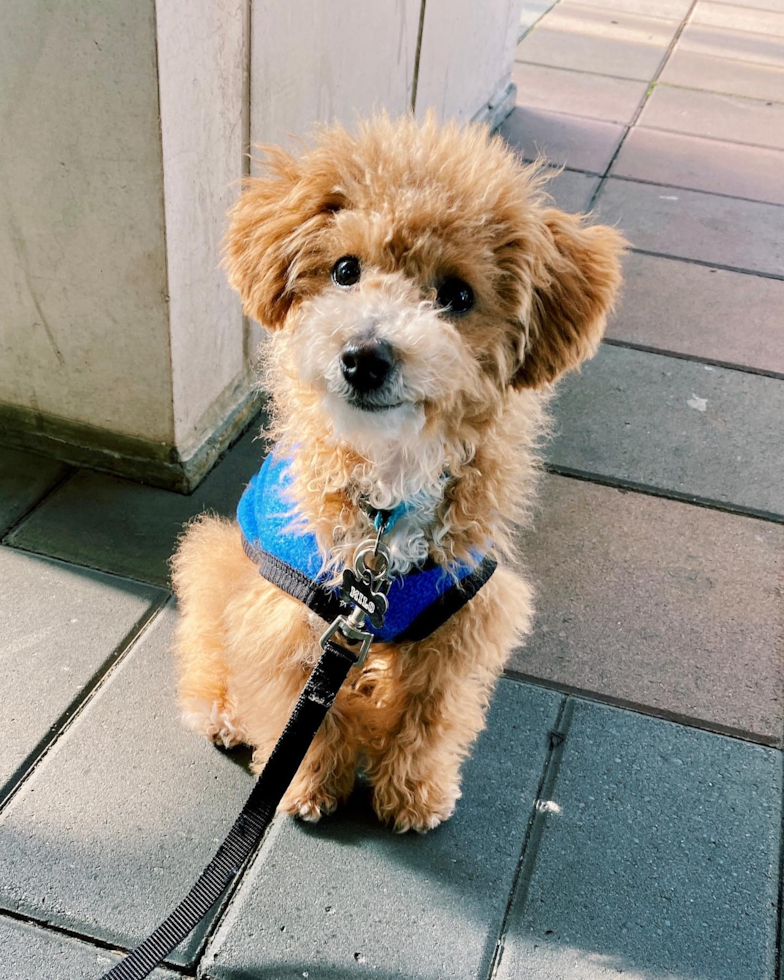 Friendly Poochon Pup