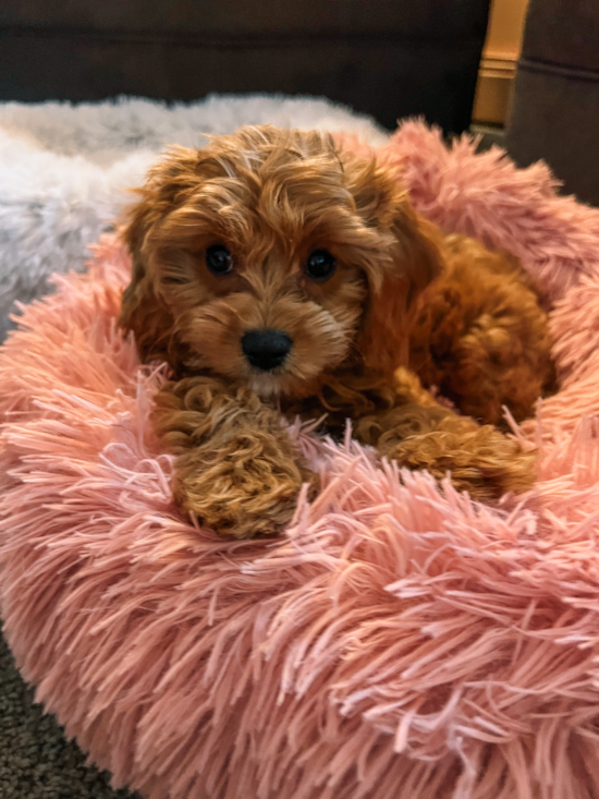 Cute Cavapoo Pup in