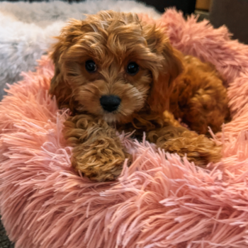 Cute Cavapoo Pup in