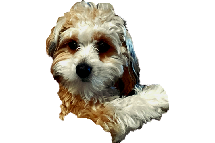 Cavapoo Pup Being Cute