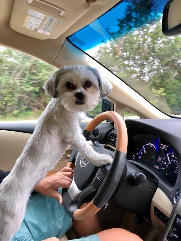 Sweet Teddy Bear Pup in Riviera Beach FL