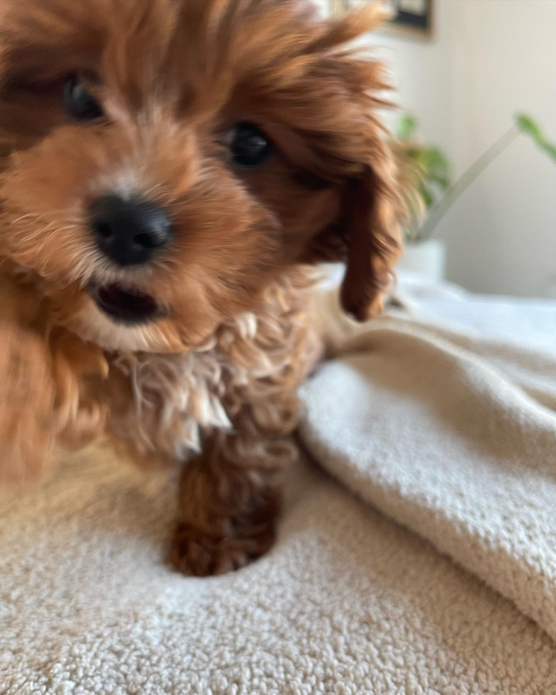 Cute Cavapoo Pup in Los Angeles CA