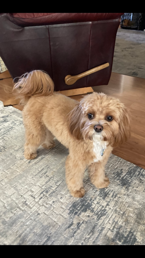 Small Cavapoo Pup