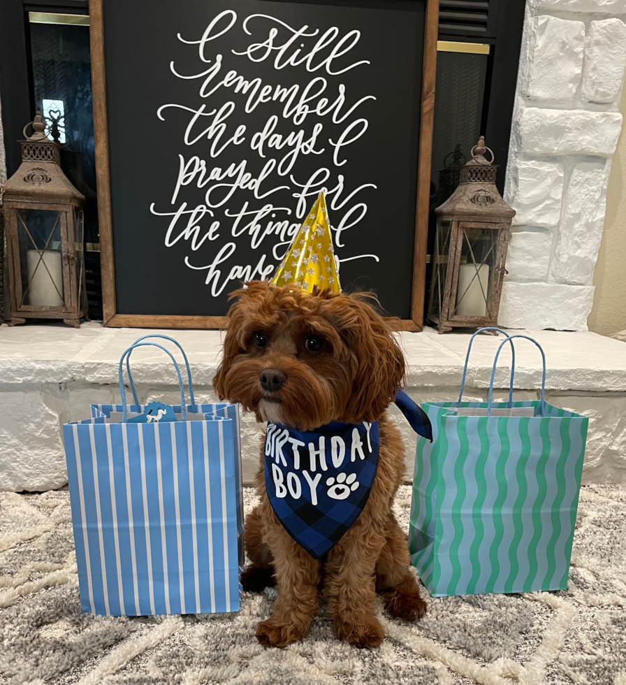 Friendly Cavapoo Pup