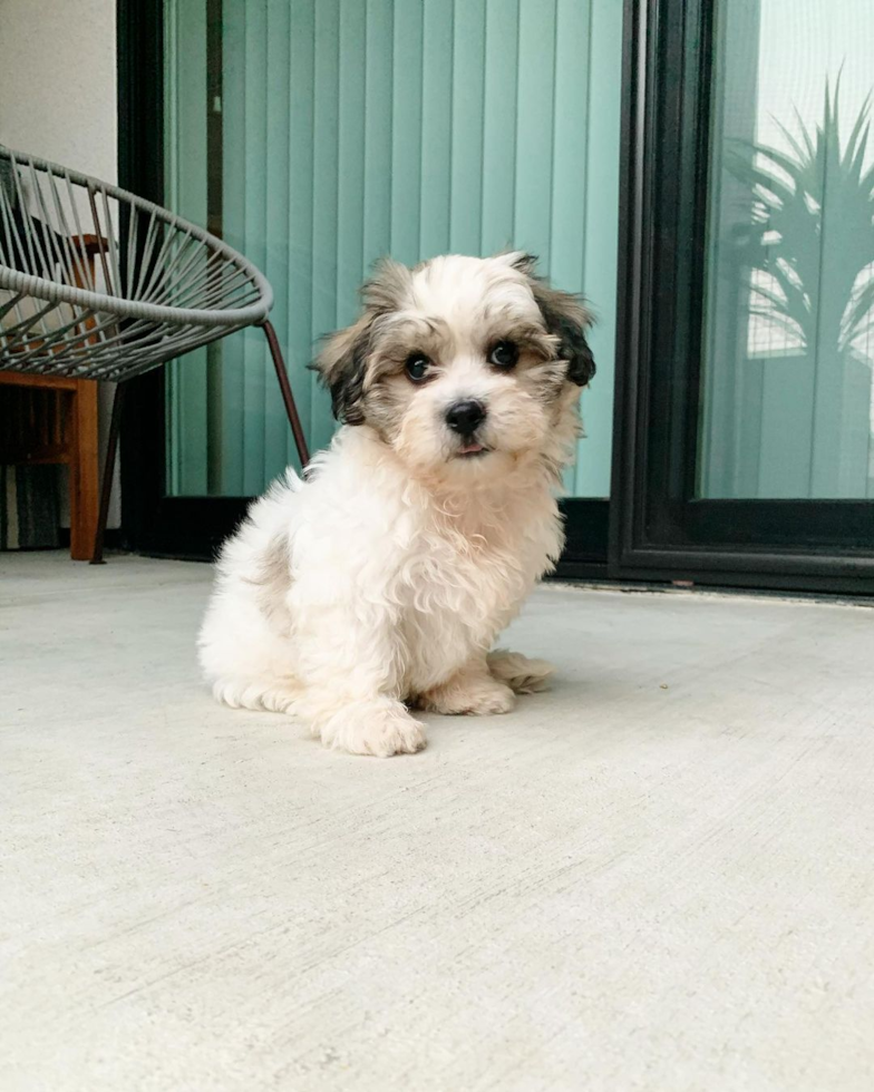 Sweet Teddy Bear Pup in Walnut Creek CA