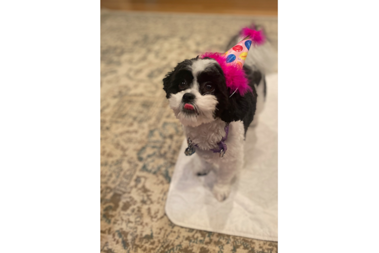 Popular Shih Poo Poodle Mix Pup