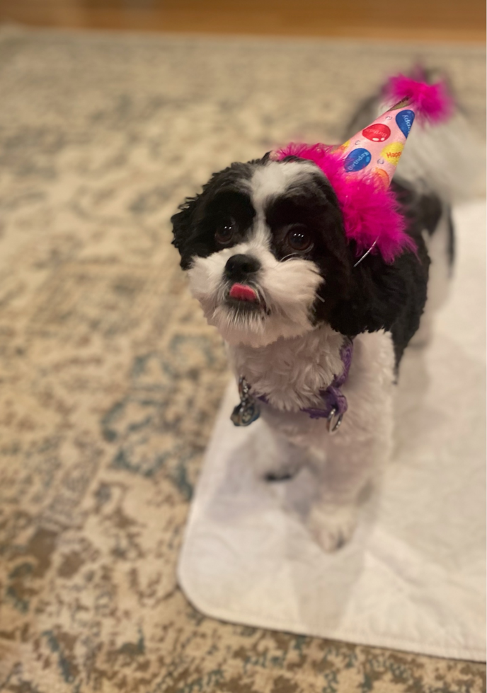 Easton Shih Poo Pup