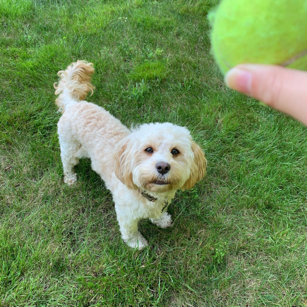 Fluffy Cavapoo Poodle Mix Pup