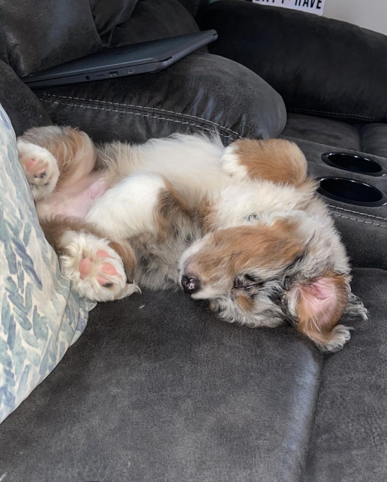 Erie Mini Bernedoodle Pup