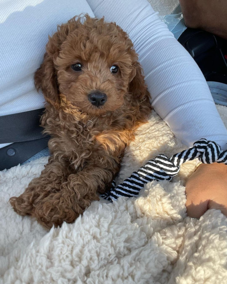 Happy Cavapoo Pup