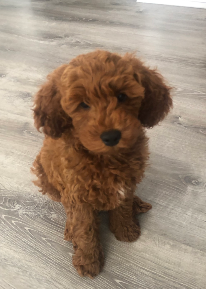 Mini Goldendoodle Being Cute