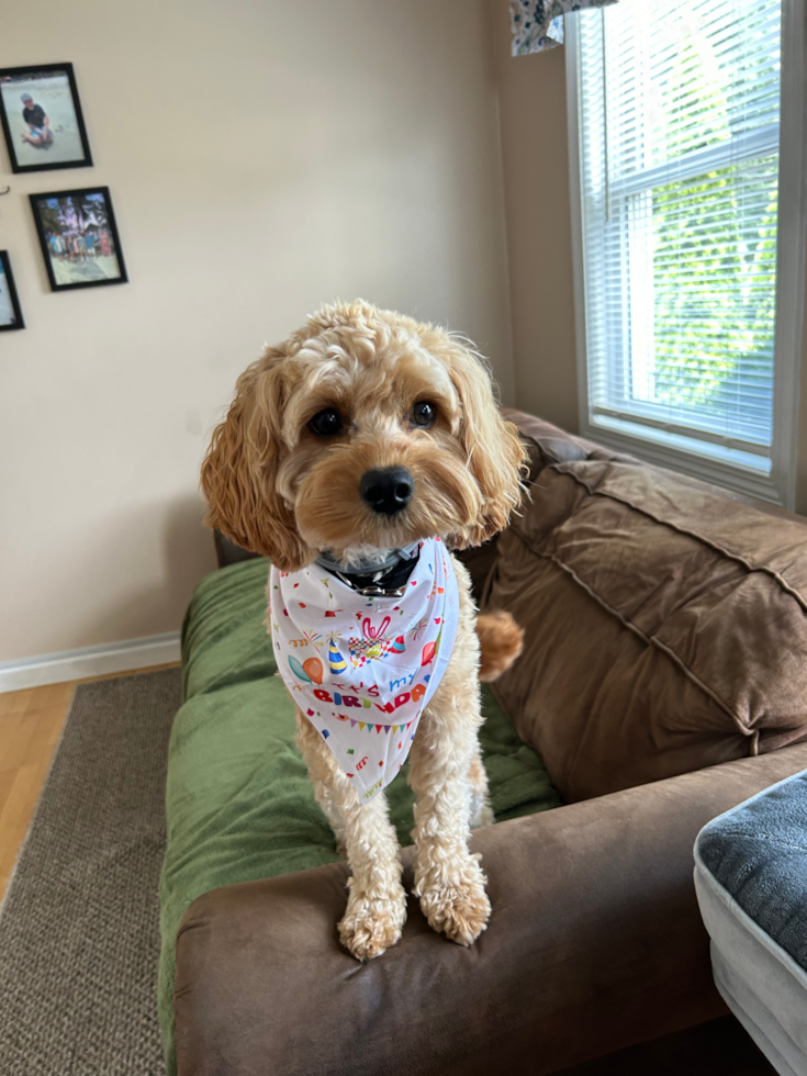 Cute Cavapoo Pup