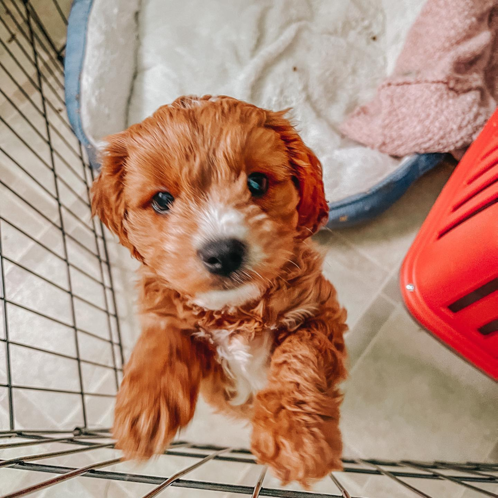 Popular Cavapoo Poodle Mix Pup