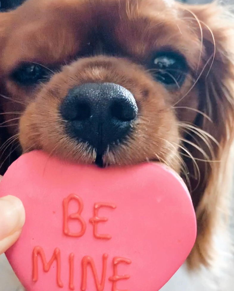 Cute Cavalier King Charles Spaniel Purebred Pup