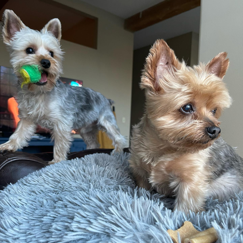 Coventry Yorkshire Terrier Pup