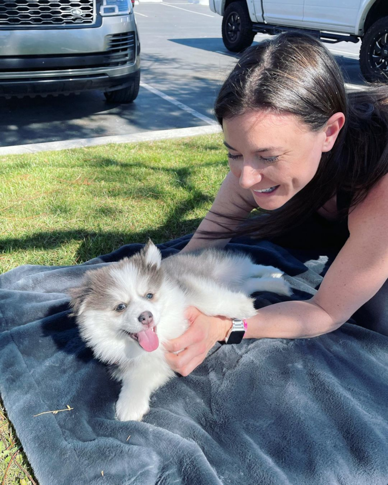 Friendly Pomsky Pup in San Francisco CA