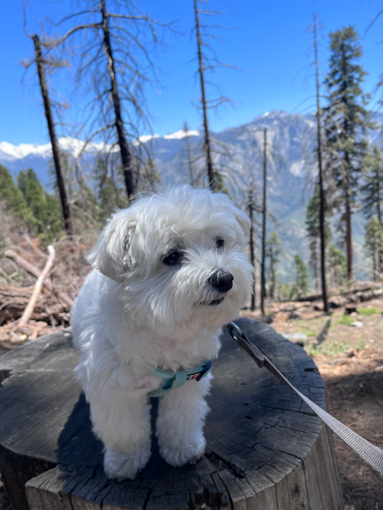 Little Maltese Purebred Pup