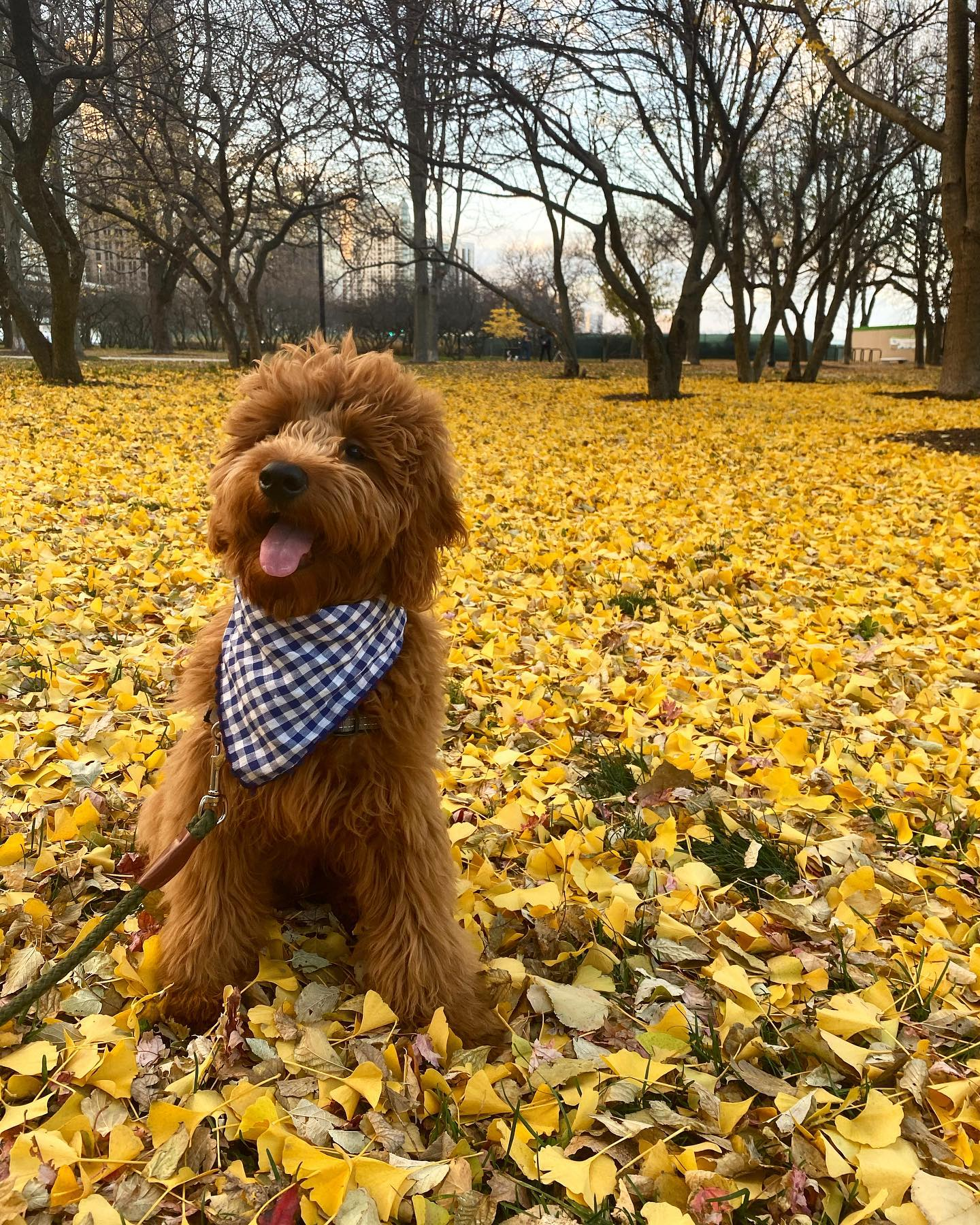 Mini Goldendoodle Pup Being Cute