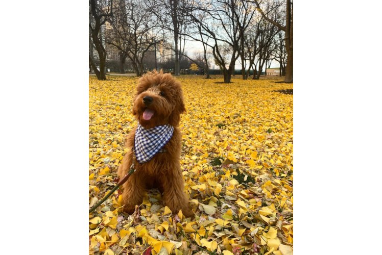 Mini Goldendoodle Pup Being Cute