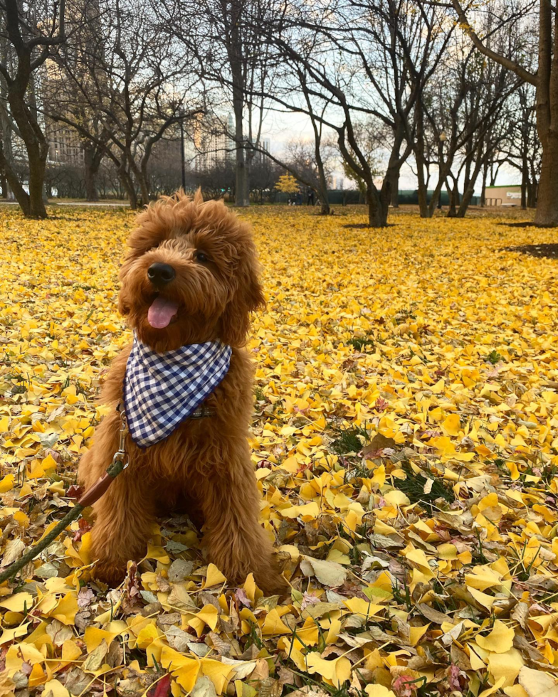 Cute Mini Goldendoodle Pup