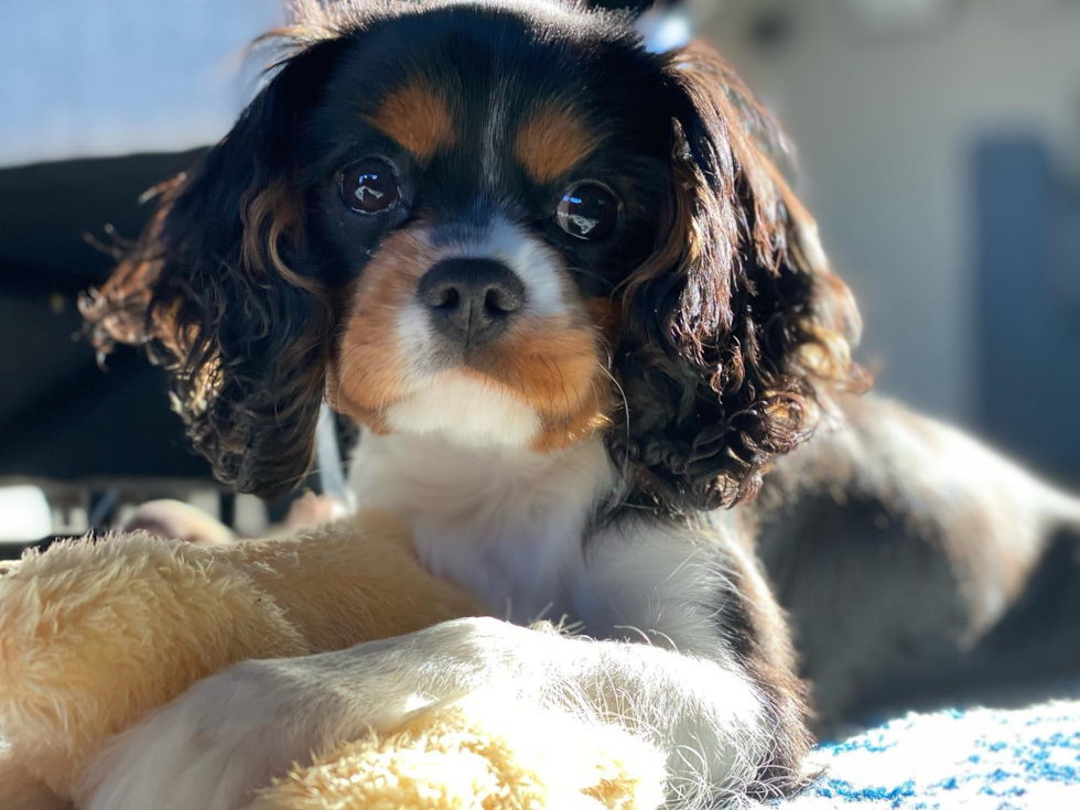 Energetic Cavalier King Charles Spaniel Pup in Jackson OH