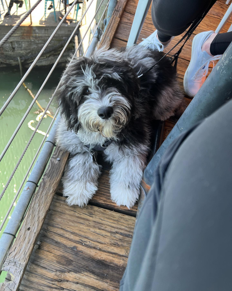 Cute Mini Portidoodle Pup in San Francisco CA