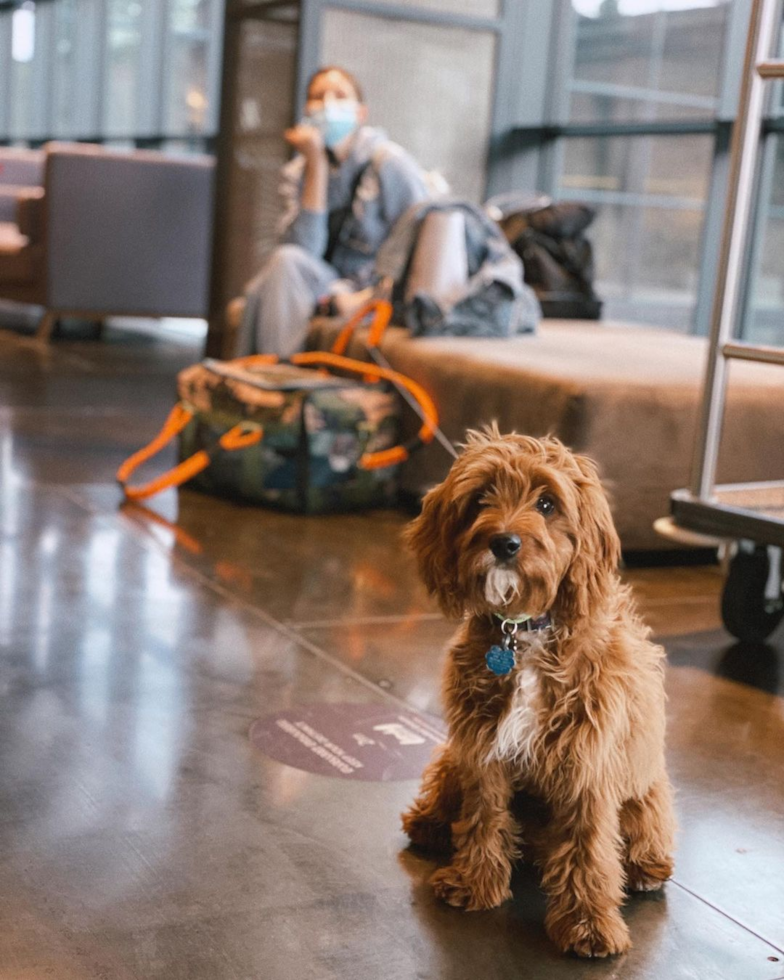 Petite Cavapoo Poodle Mix Pup