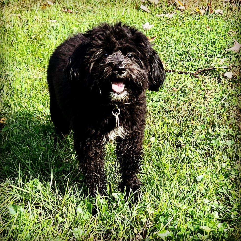 Smart Mini Aussiedoodle Poodle Mix Pup