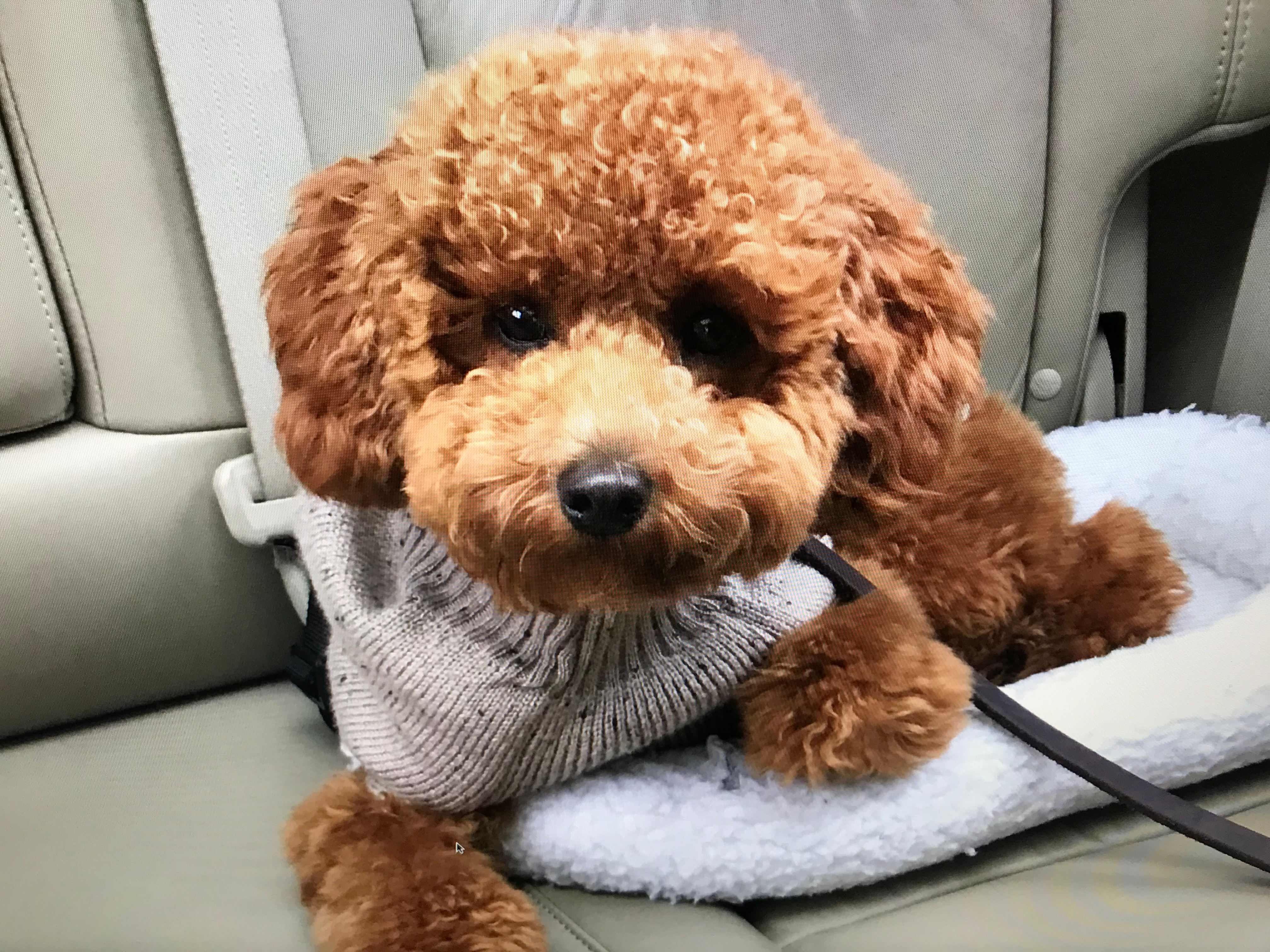 Poodle Puppy for Adoption