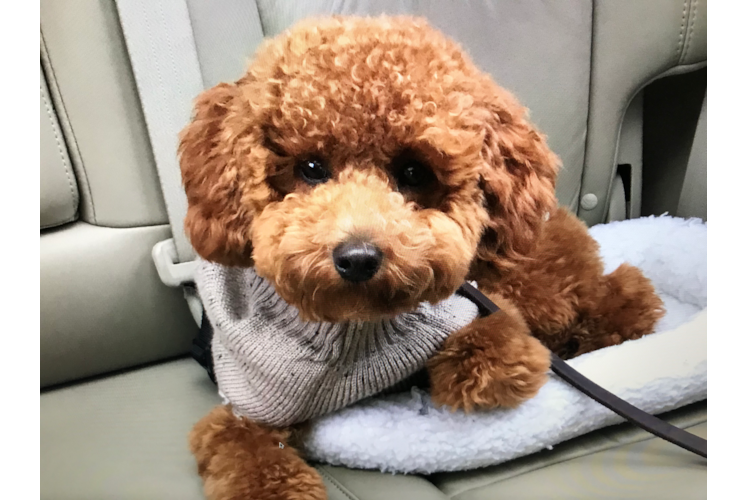 Poodle Puppy for Adoption