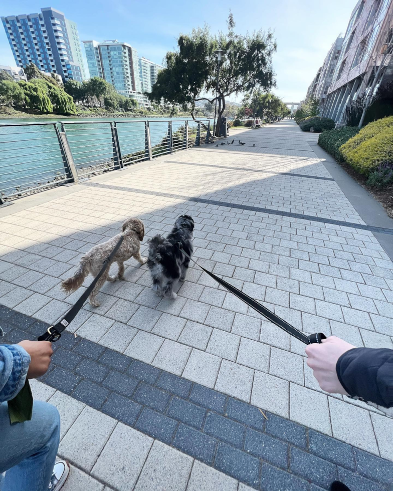 Sweet Mini Portidoodle Pup in San Francisco CA