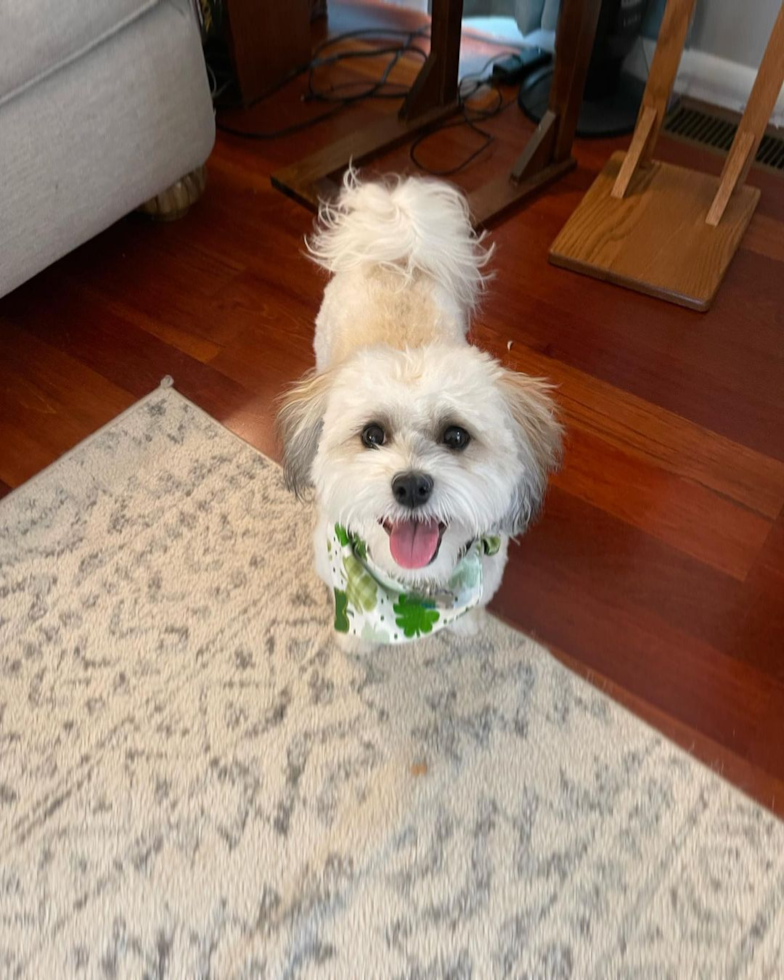 Happy Havanese Purebred Pup