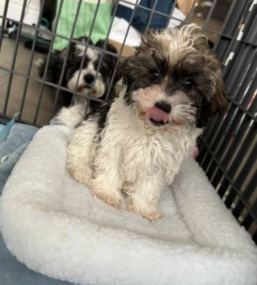 Energetic Havadoodle Poodle Mix Pup