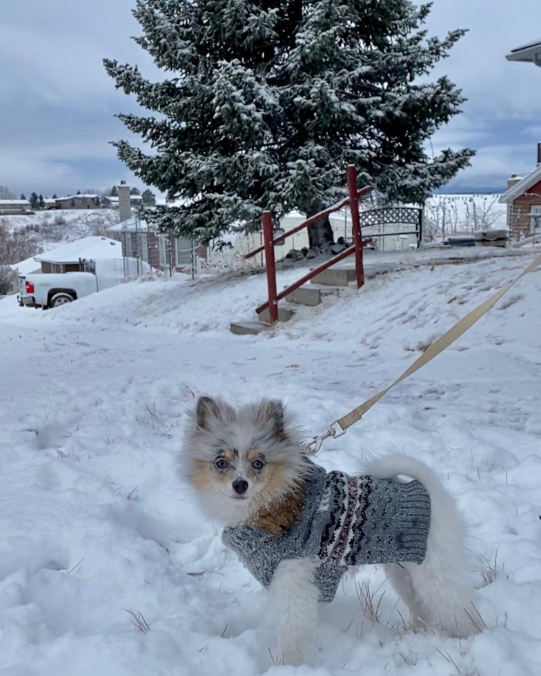 Playful Pomeranian Purebred Pup