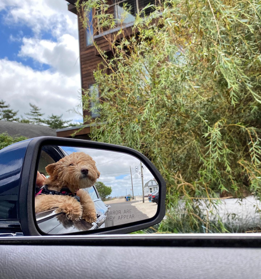 Adorable Poodle Pup in Harvey Cedars NJ