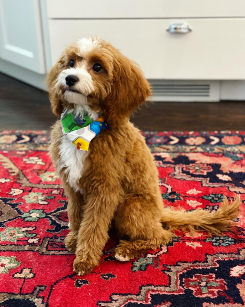 Columbus Cavapoo Pup