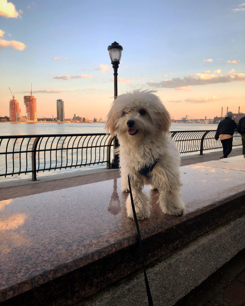 Fluffy Maltipoo Poodle Mix Pup