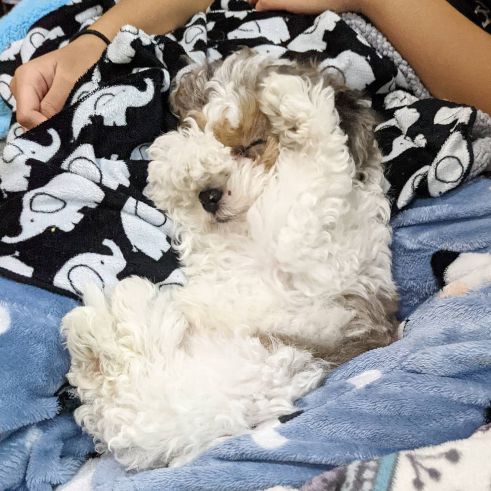 Sweet Shih Poo Pup in Hayward CA