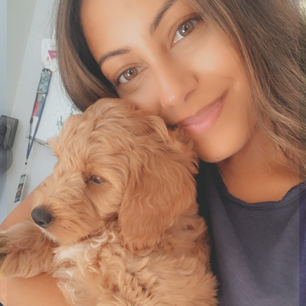 Best Mini Goldendoodle Baby
