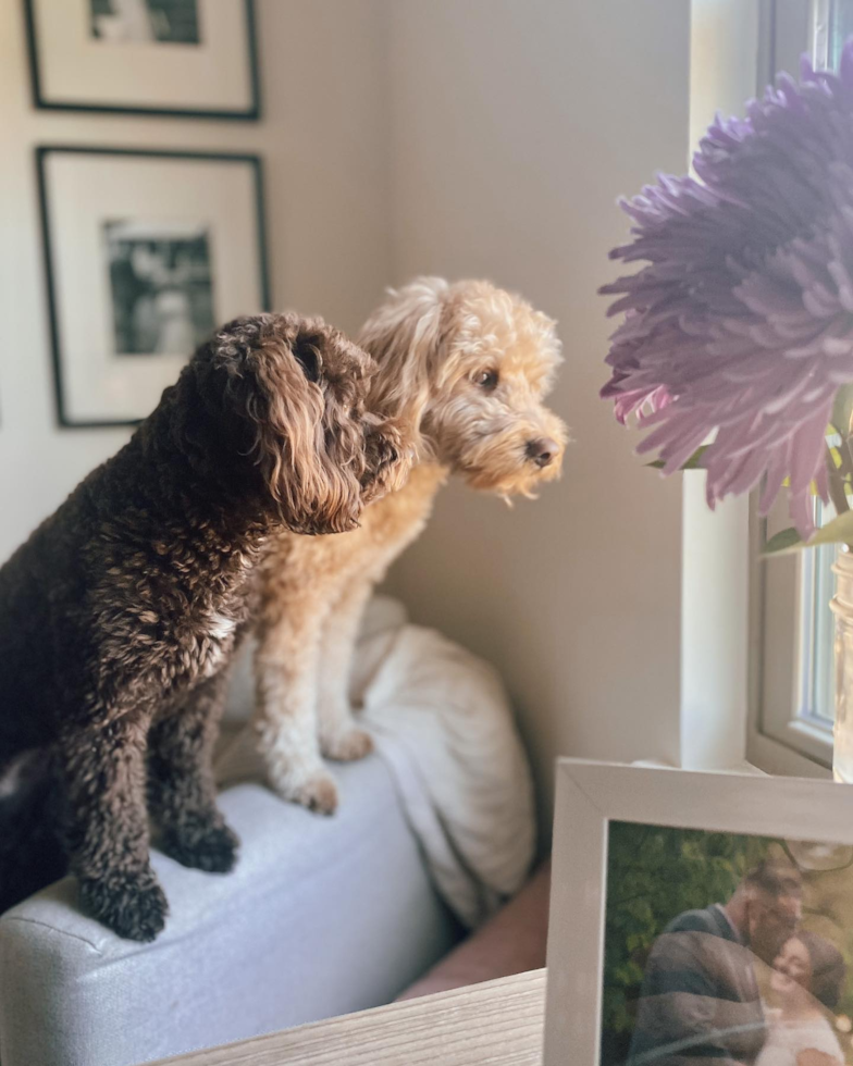 Cute Mini Goldendoodle Pup in Orlando FL